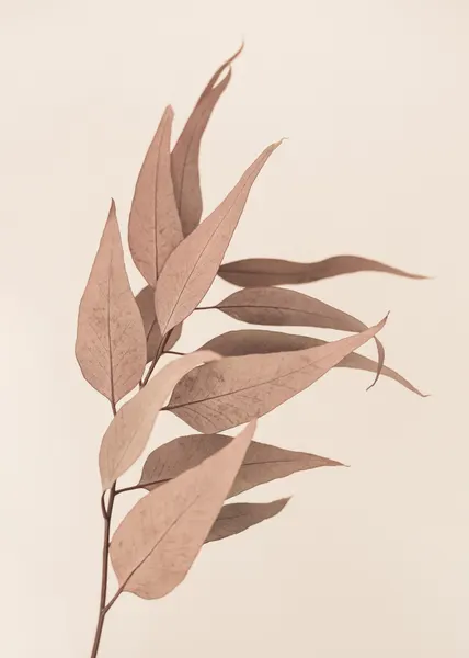 Dried Eucalyptus by Kathrin Pienaar