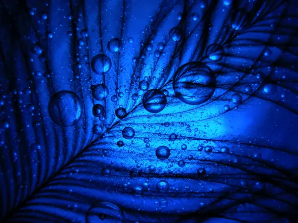Blue Feather Droplets by Ivan Lesica