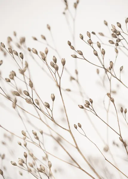 Wild Grass by Kathrin Pienaar