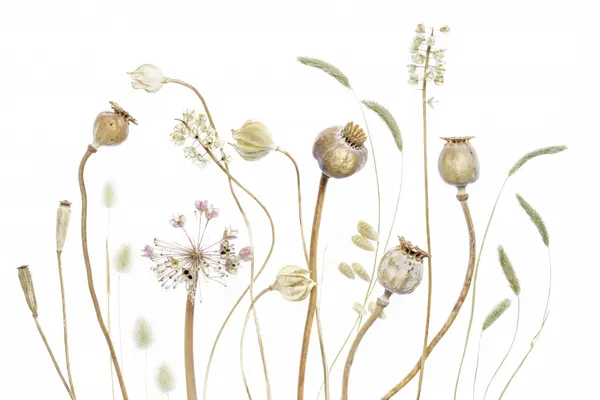 Pods by Mandy Disher