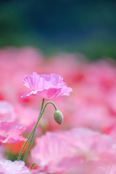 Soft Pink Poppies by Chisho