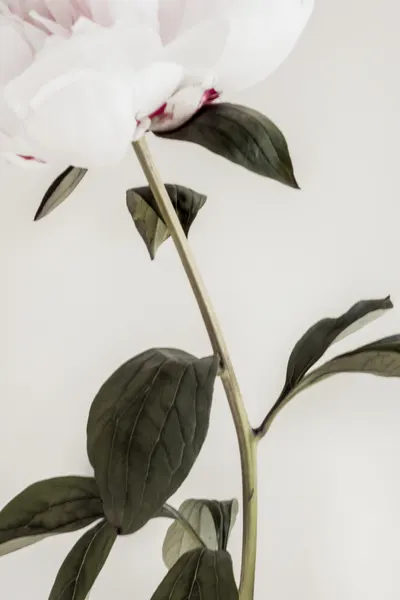 Delicate White Peony by Pictufy Studio III
