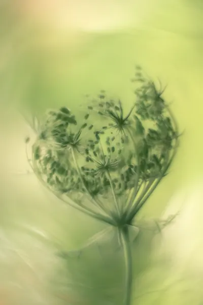 Ethereal Green Seeds by Hilda van der Lee