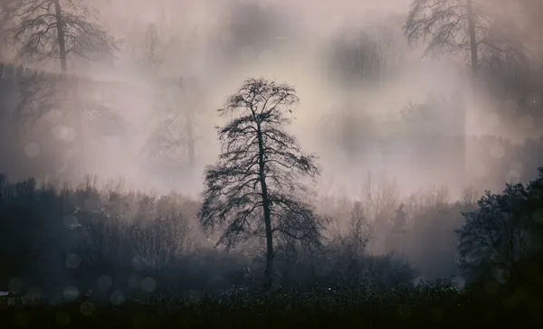 Mysterious Winter Forest by Foto Tinca