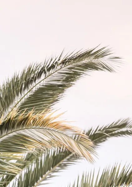 Serene Palms Sway by Shot by Clint