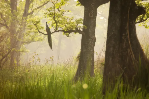 Peacock In Misty Forest by Dan Mirica