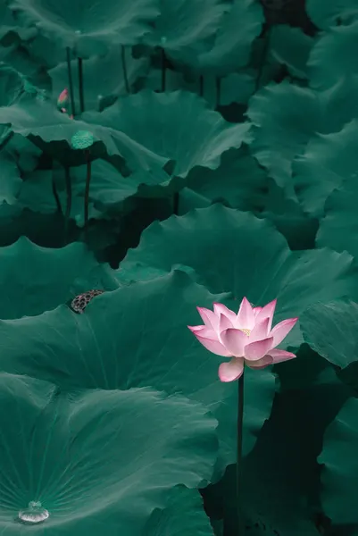 Pink Lotus Bloom by ShutterLore