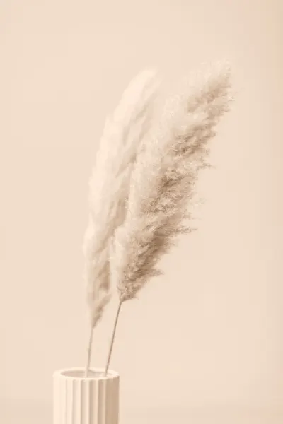 Soft Pampas Plumes by Pictufy Studio III