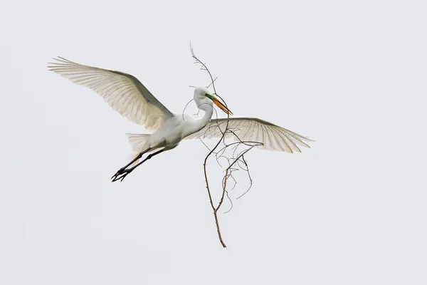Graceful Egret Flight by Cheng Chang