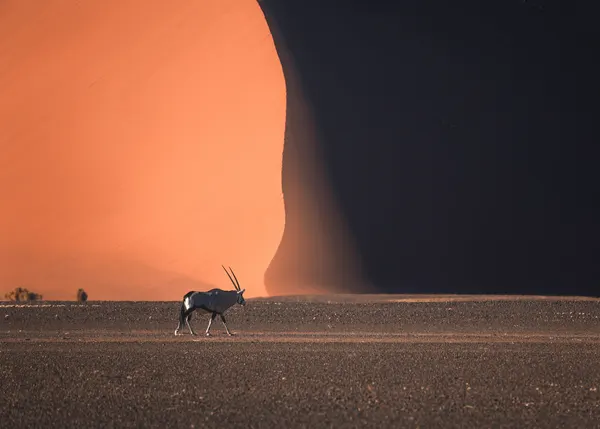 Oryx Desert Dune by Willa Wei