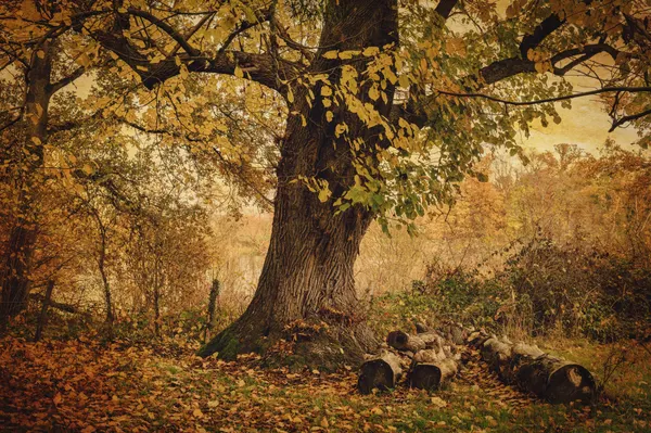 Golden Autumn Tree Scene by Liliane Lathouwers