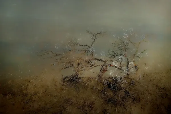 Old tree by Nel Talen