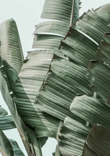 Banana Leaf Harmony by Shot by Clint