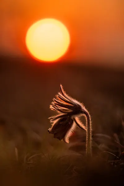 Sunset Glow Flower by Joško Šimic