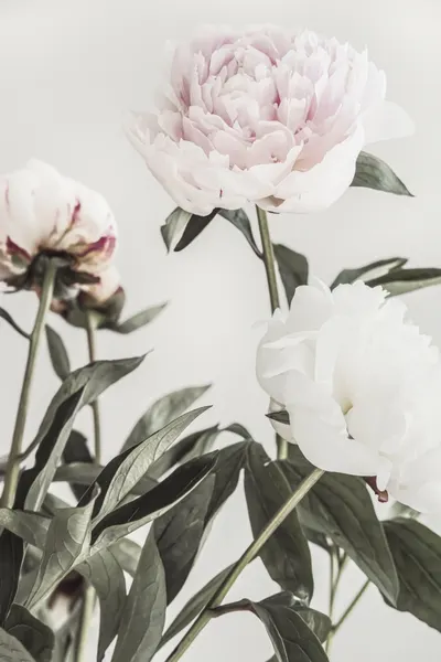 Soft Pink Peonies by Pictufy Studio III