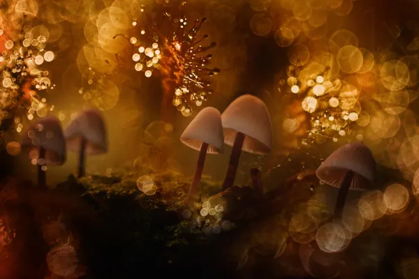 Golden Woodland Mushrooms by Wil Mijer