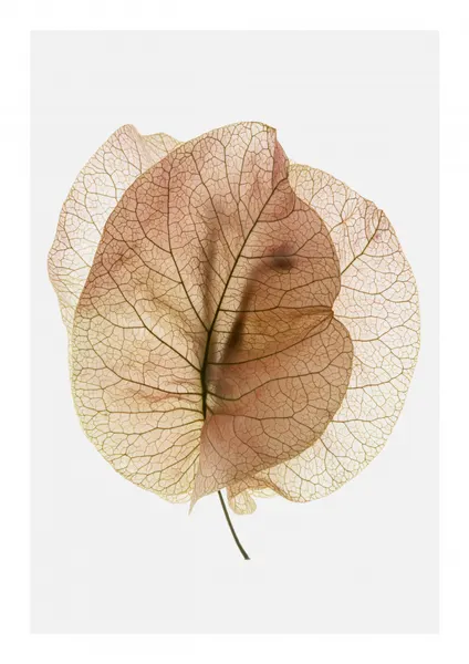 Ethereal Leaves by Shot by Clint