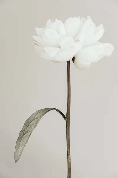Elegant White Peony by Pictufy Studio III