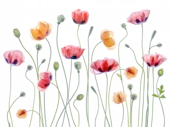 Papaver party by Mandy Disher