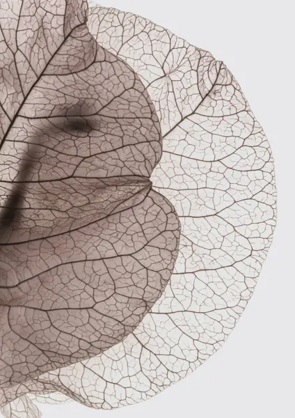 Veins of Nature by Shot by Clint
