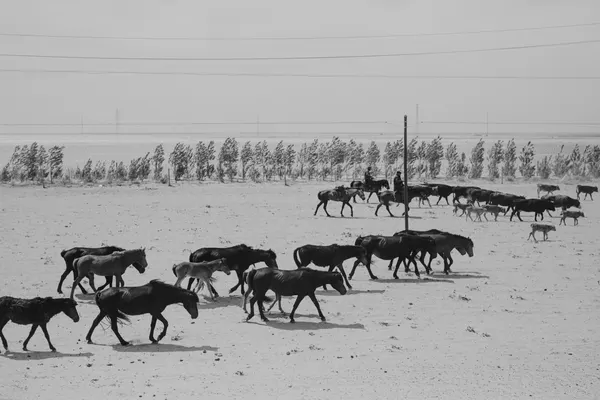 Desert Horse Herd by Jana Julian
