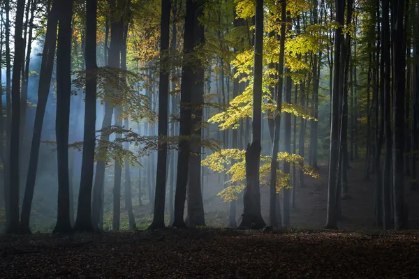Misty Golden Forest by Alexandru Ionut Coman