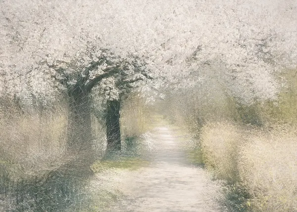 Cherry blossom by Nel Talen