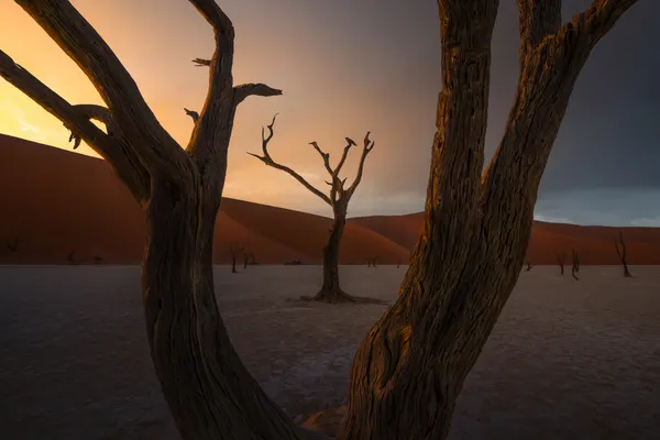 Dead Trees Desert Sunset by Ryan Dyar