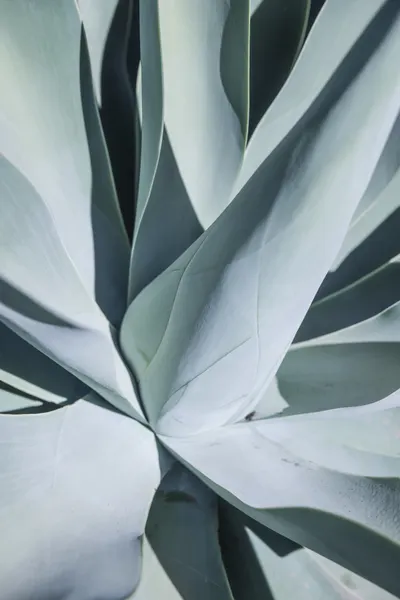 Succulent Symphony by Shot by Clint