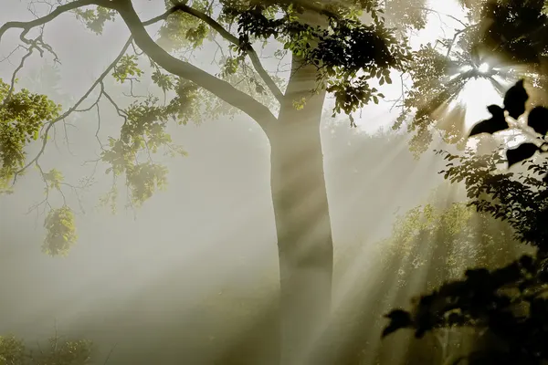 Misty Forest Light by Jørgen Wicklow