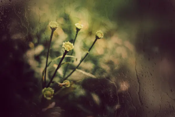 Delicate Garden Rain by YoungIl Kim
