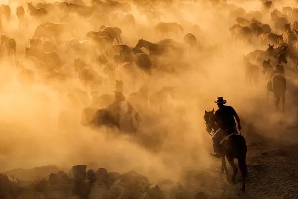 Cappadocia wild horses by Dan Mirica
