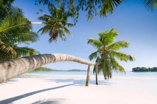 Tropical Palm by Stefan Hefele