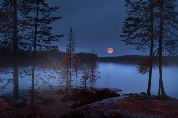 Moonlit Forest Lake by Nikki Georgieva V E G A N I K