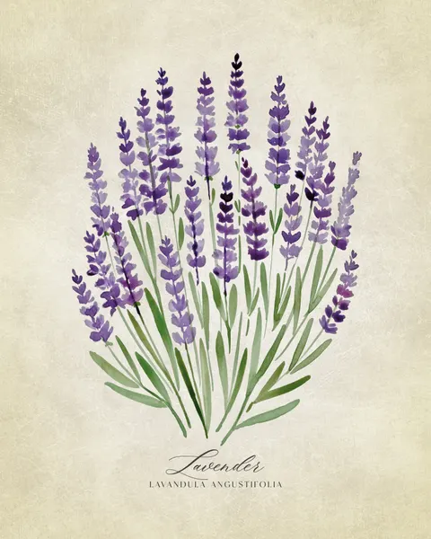 Purple Lavender Botanical by Rosana Laiz Blursbyai