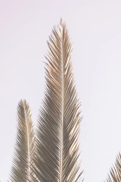 Golden Fronds Skyward by Shot by Clint