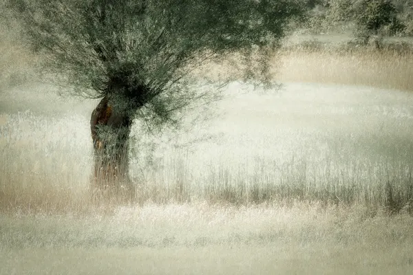 Willow by Nel Talen