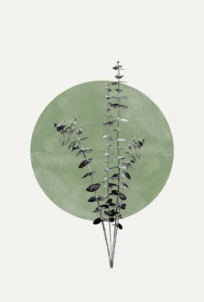 Nature's Echo by THE MIUUS STUDIO