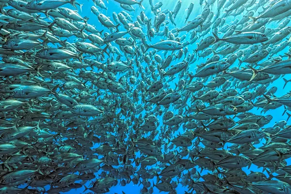 Shimmering Fish School by Henry Jager