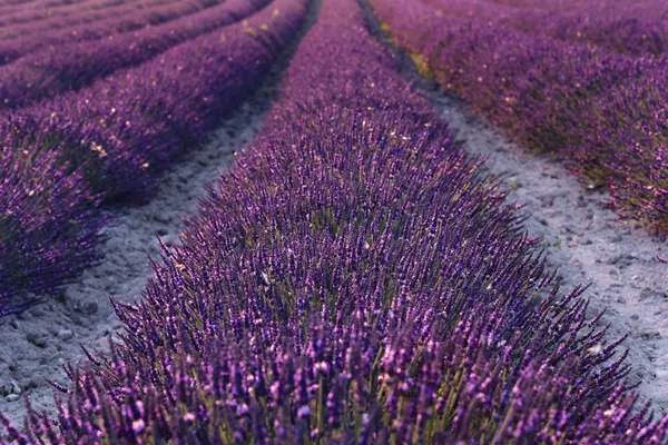 Lavender Detail by Stefan Hefele