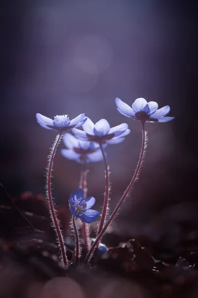 Delicate Blue Blooms by Petra Dvorak