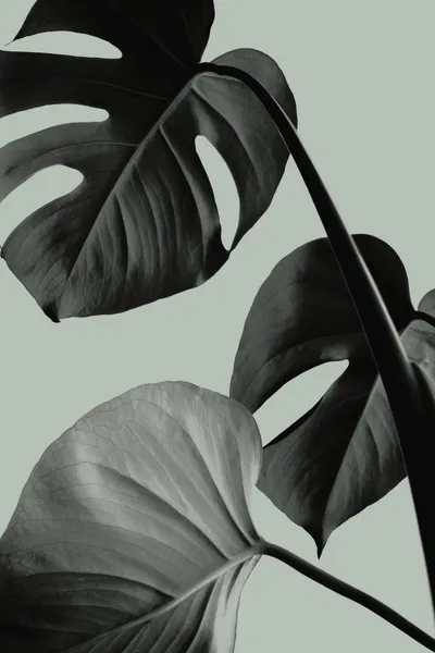 Serene Monstera Leaves by Pictufy Studio III