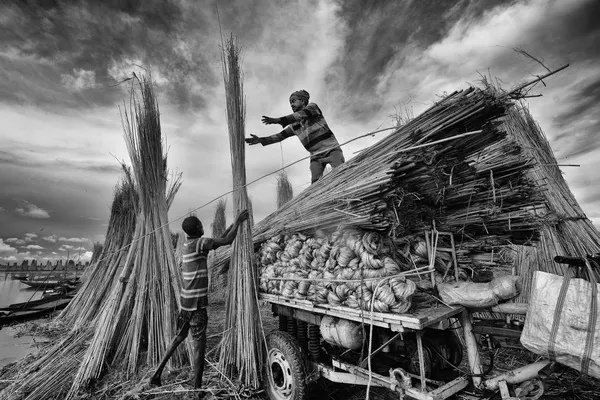 Loading Harvest Bundles by Abhraneel Chakraborty