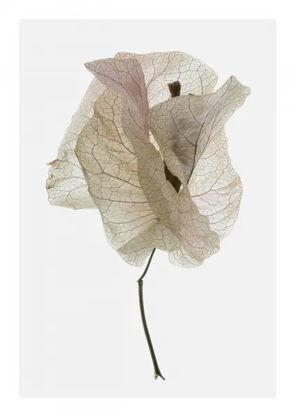Petal Whisper by Shot by Clint