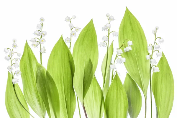 Lily of the valley by Mandy Disher