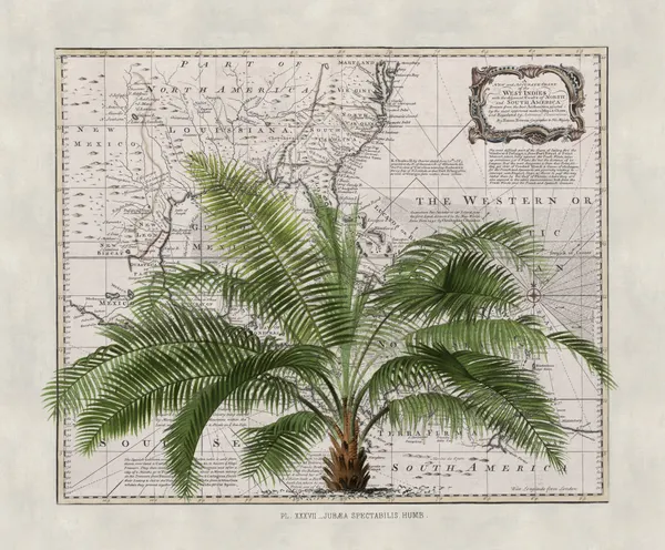 Vintage Map Palm Tree by Andrea Haase
