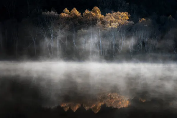 Golden Trees Morning Mist by Mutsumi Iwakura