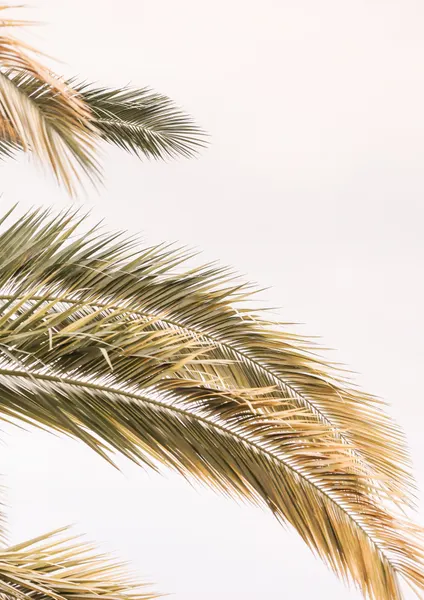 Golden Palm Breeze by Shot by Clint