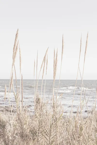 Serene Coastal Grass by Pictufy Studio III