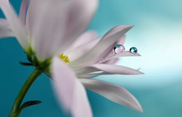 Serene Flower Drops by Heidi Westum